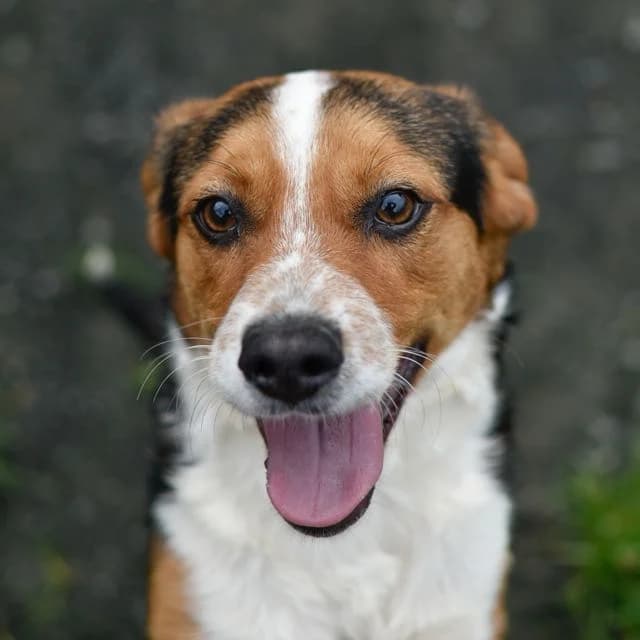 Hamlet, male puppy Beagle for adoption at SPA de Loire Atlantique, Nantes