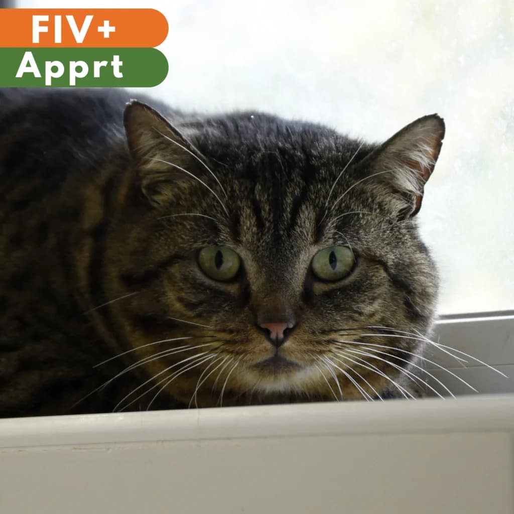 Big mac, male 5yo Mixed Breed for adoption at SPA de Loire Atlantique, Nantes
