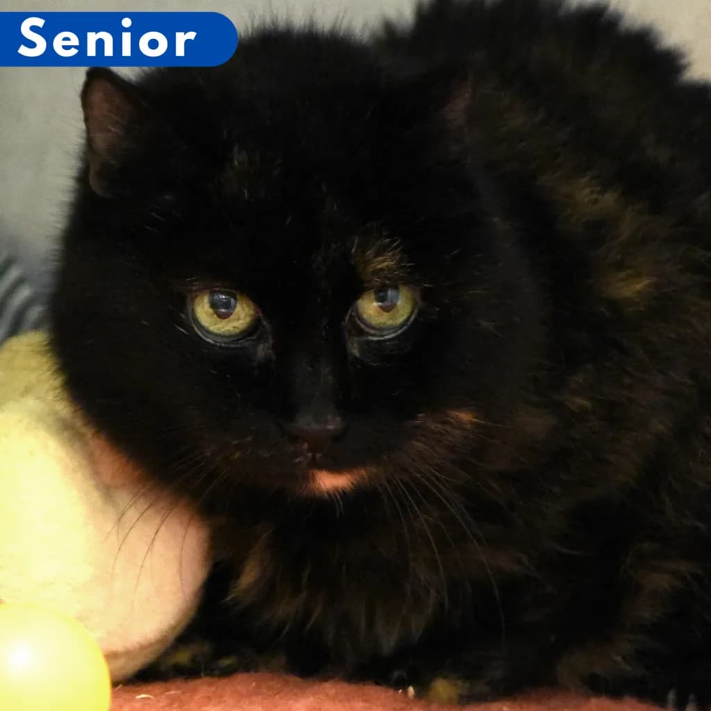 Guanja, female senior Mixed Breed for adoption at SPA de Loire Atlantique, Nantes