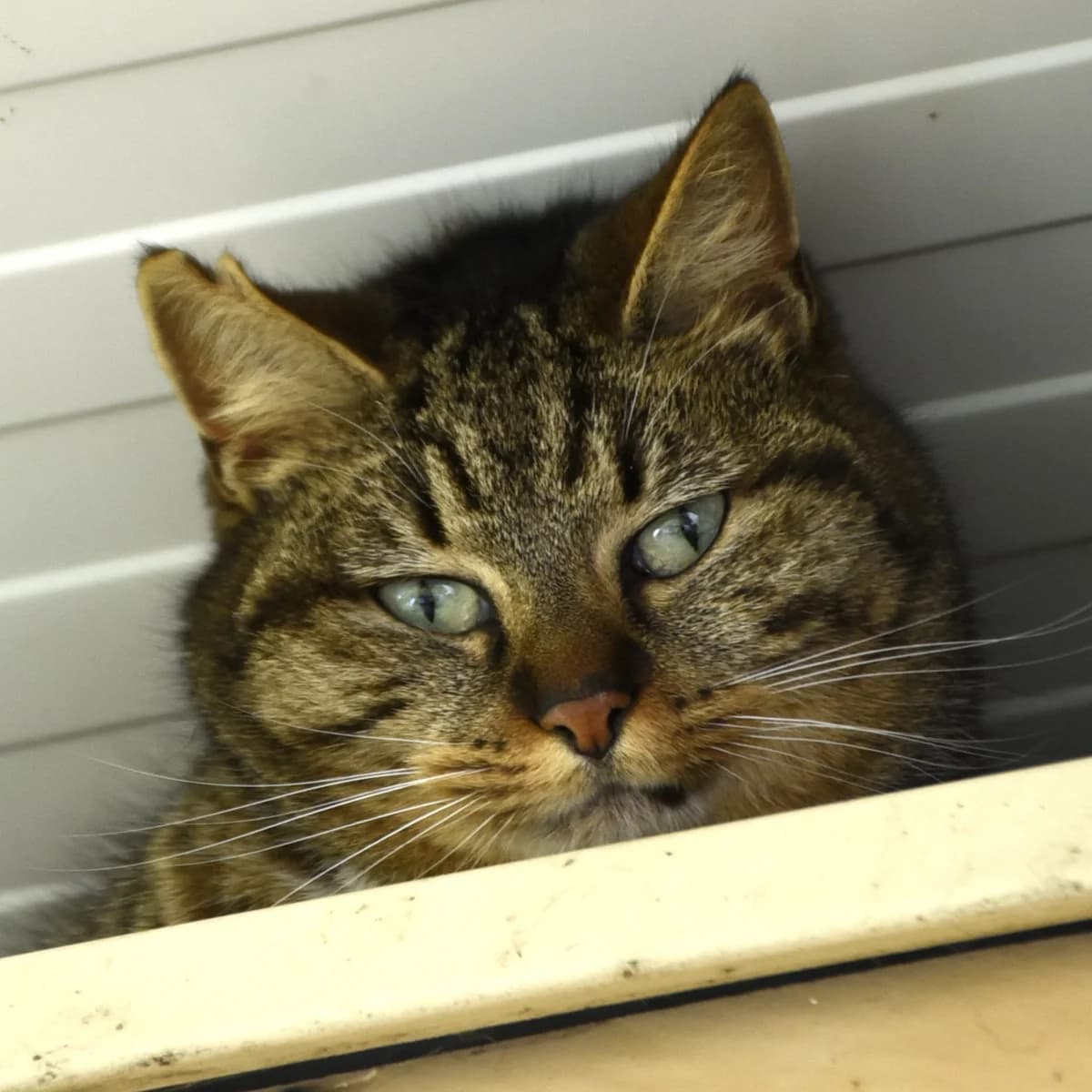 Queen, female 5yo Mixed Breed for adoption at SPA de Loire Atlantique, Nantes