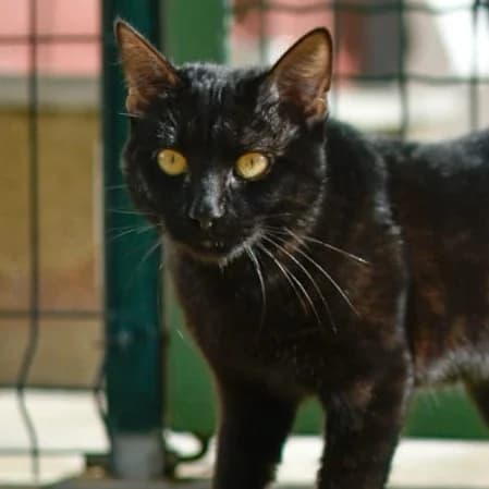 Rishiri, male young Mixed Breed for adoption at SPA de Loire Atlantique, Nantes