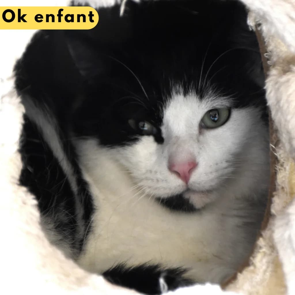 Rillon, male young Mixed Breed for adoption at SPA de Loire Atlantique, Nantes
