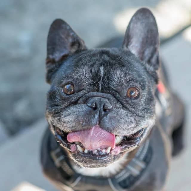 Mylo, male Mixed Breed for adoption at SPA de Loire Atlantique