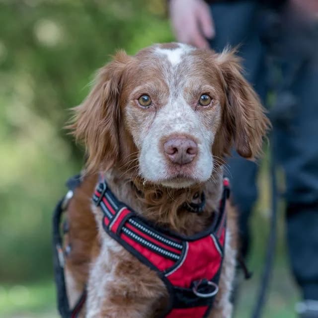 Magnum, male senior Mixed Breed for adoption at SPA de Loire Atlantique, Nantes
