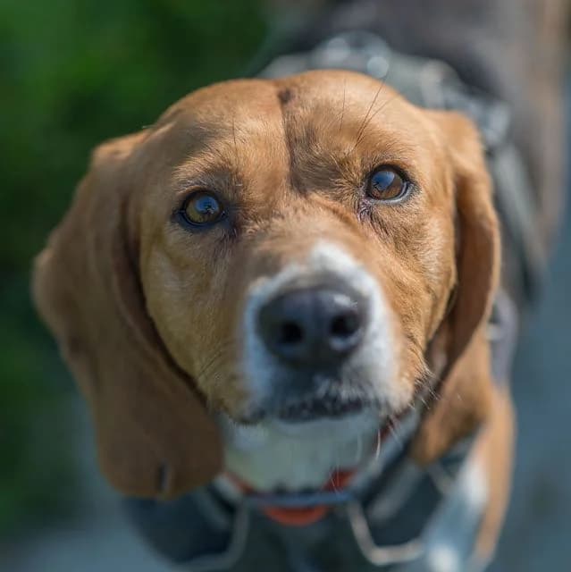 Symphonie, female 5yo Mixed Breed for adoption at SPA de Loire Atlantique, Nantes