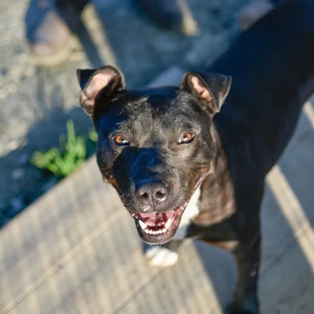 Pepsi, female puppy Staffordshire Bull Terrier for adoption at SPA de Loire Atlantique, Nantes