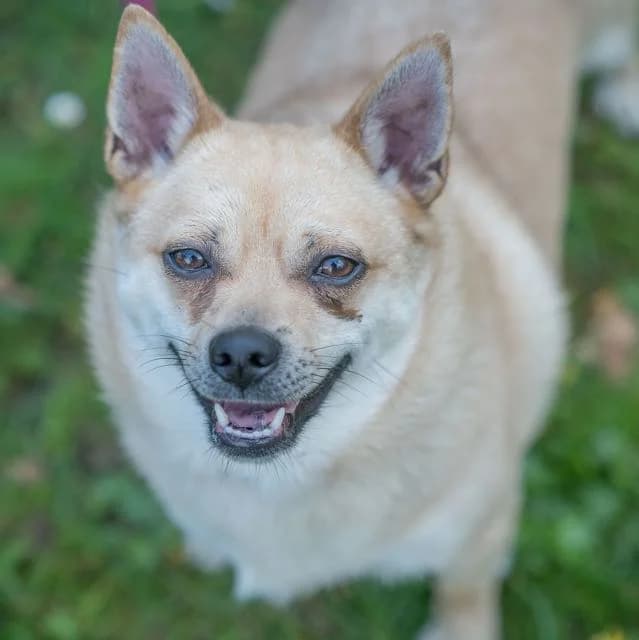 Cartoon, male 3yo mixed breed for adoption at SPA de Loire Atlantique, Nantes