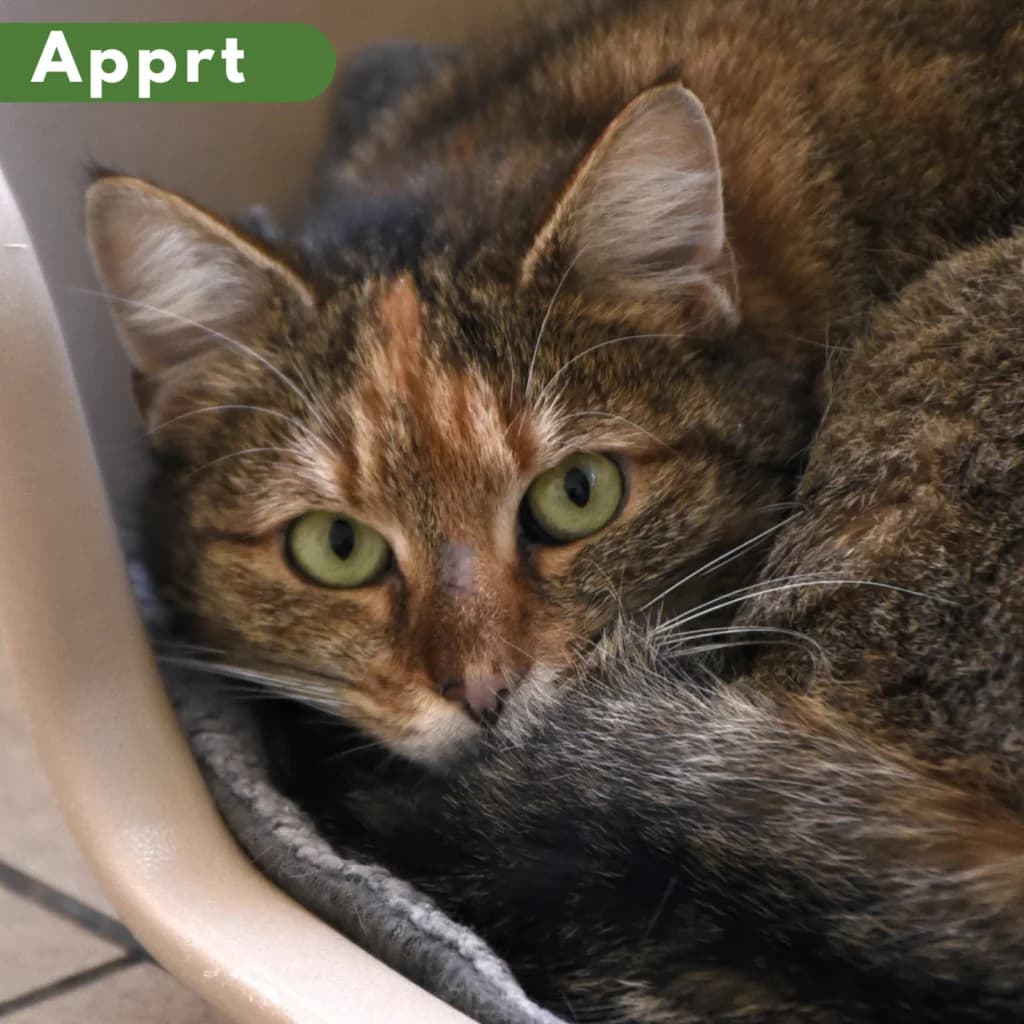 Annette, female young Mixed Breed for adoption at SPA de Loire Atlantique, Nantes
