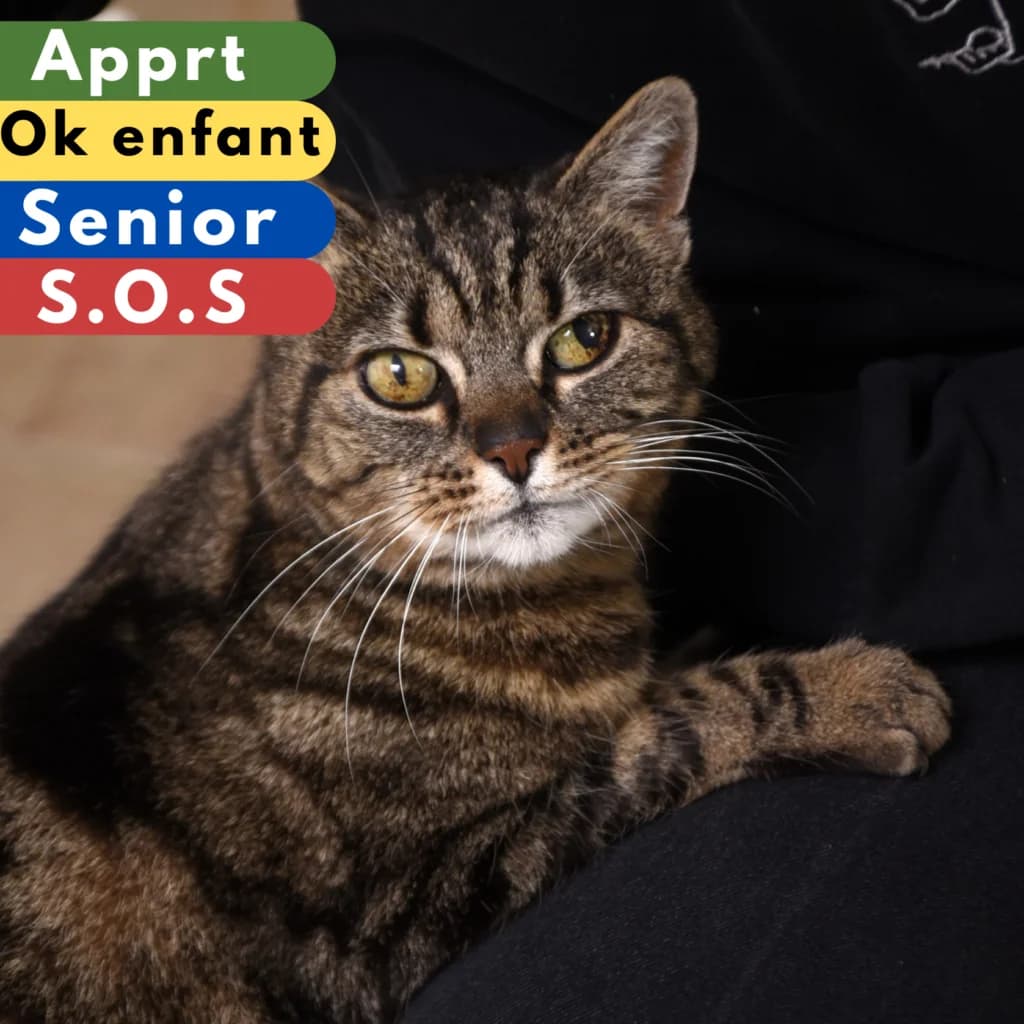Lady Olenna, female senior Mixed Breed for adoption at SPA de Loire Atlantique, Nantes