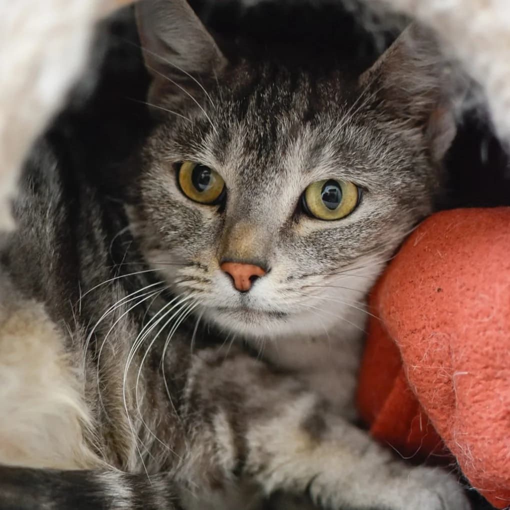 Sibelle, female 5yo Mixed Breed for adoption at SPA de Loire Atlantique, Nantes