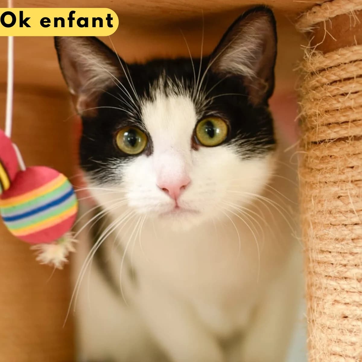 Tepi, male European Shorthair for adoption at SPA de Loire Atlantique, Nantes