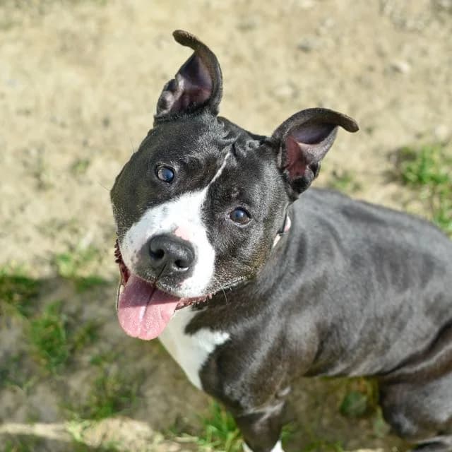 Nila, female senior Mixed Breed for adoption at SPA de Loire Atlantique, Nantes