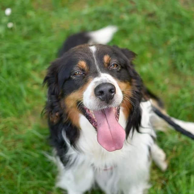 Vasco, male 4yo Mixed Breed for adoption at SPA de Loire Atlantique