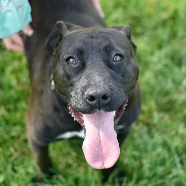 Kim K, female Mixed Breed for adoption at SPA de Loire Atlantique