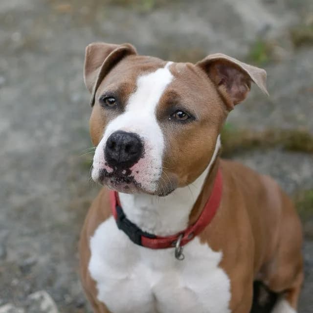 Simba, female 5yo Mixed Breed for adoption at SPA de Loire Atlantique