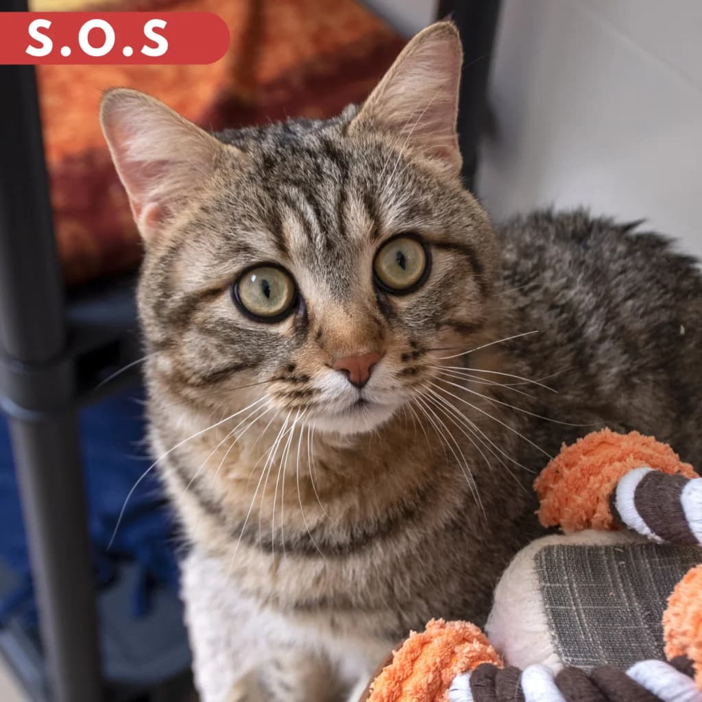 Aerius, male 4yo Mixed Breed for adoption at SPA de Loire Atlantique, Nantes