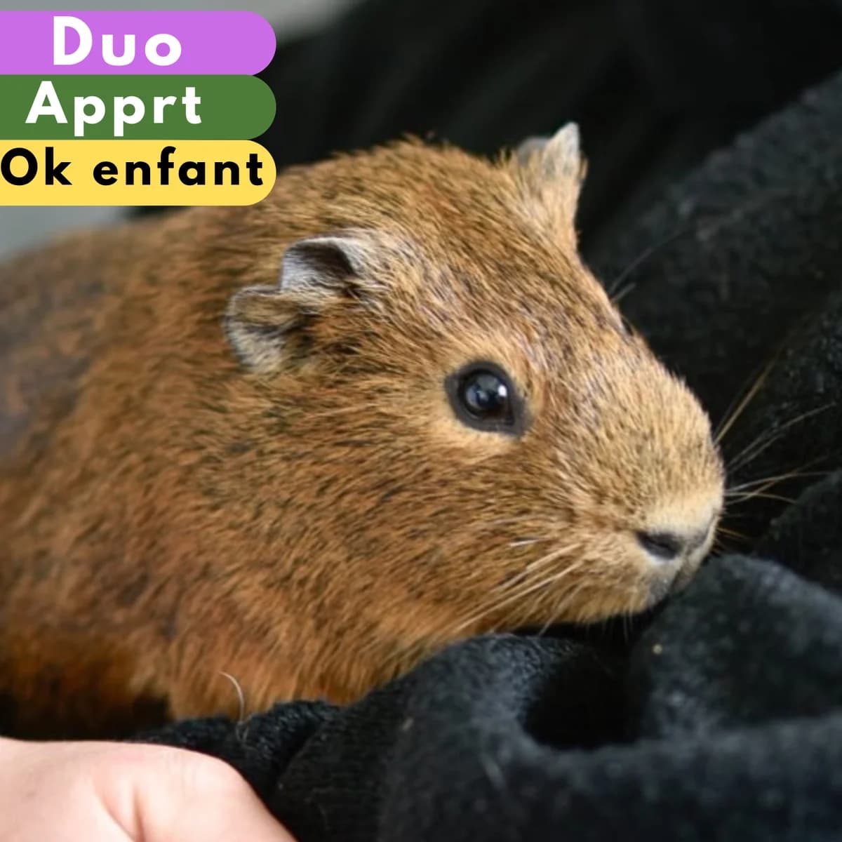 Bretzel, male young Mixed Breed for adoption at SPA de Loire Atlantique, Nantes