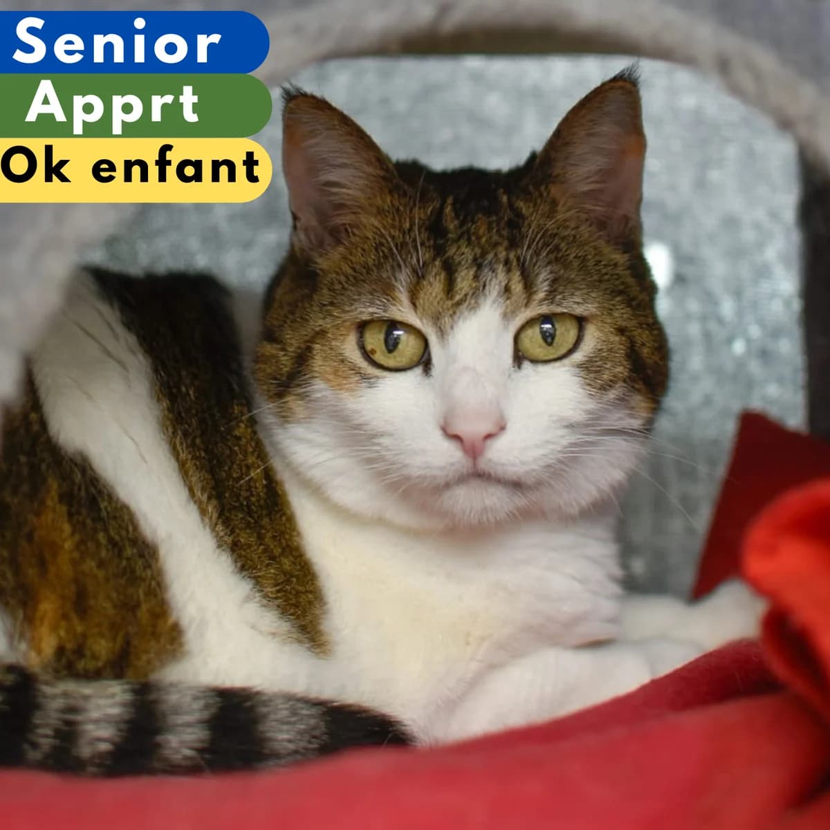Diam's, female senior Mixed Breed for adoption at SPA de Loire Atlantique, Nantes