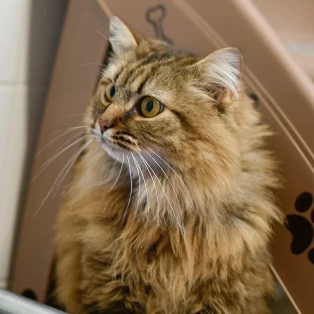 Framboise, female 5yo Mixed Breed for adoption at SPA de Loire Atlantique, Nantes