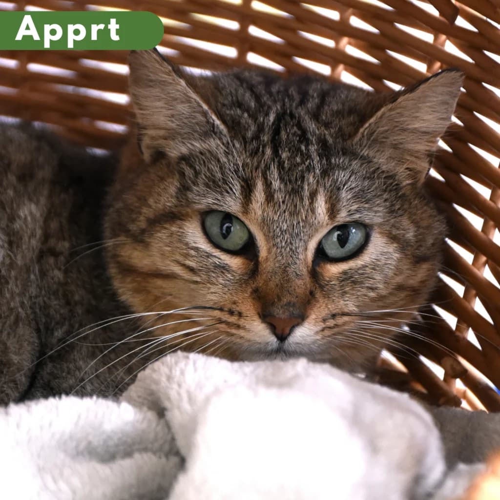 Kernel, female 6yo Mixed Breed for adoption at SPA de Loire Atlantique, Nantes