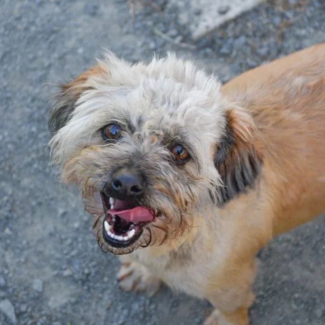 Adrianna, female young mixed breed for adoption at SPA de Loire Atlantique, Nantes