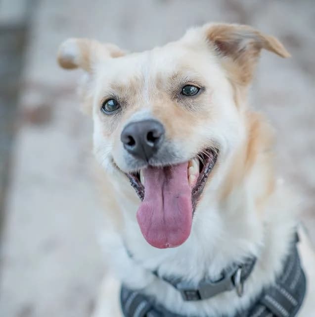 Data, female young mixed breed for adoption at SPA de Loire Atlantique, Nantes