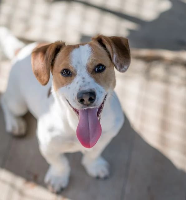 Stromae, male young mixed breed for adoption at SPA de Loire Atlantique, Nantes