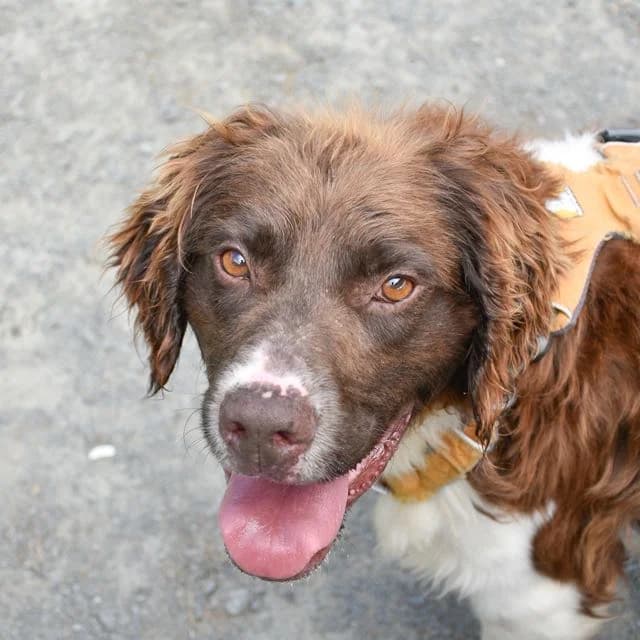 Violon, male senior Mixed Breed for adoption at SPA de Loire Atlantique, Nantes