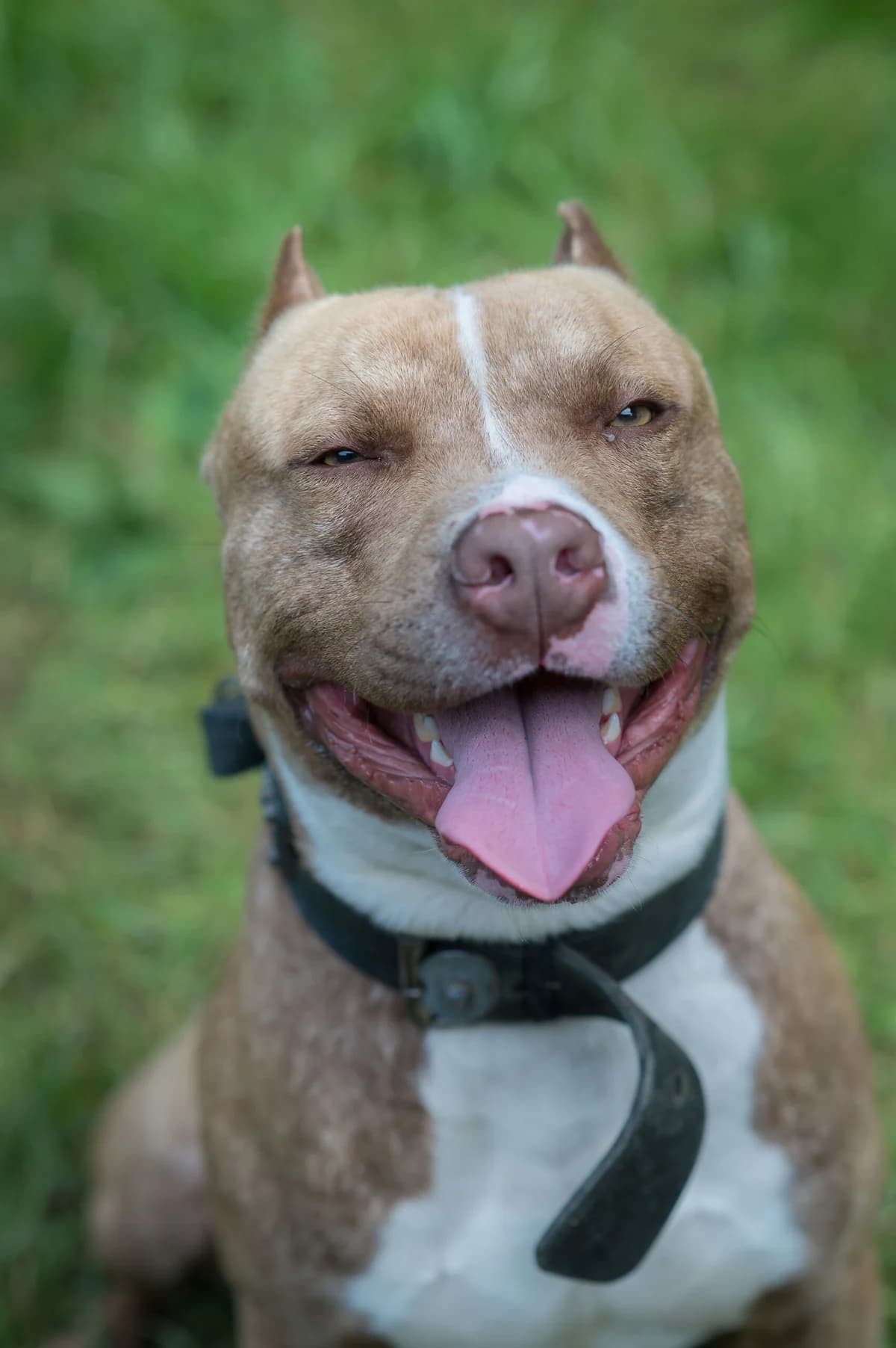 César, male senior Mixed Breed for adoption at SPA de Loire Atlantique, Nantes
