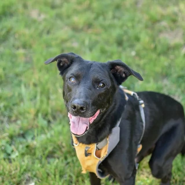 Toz, male puppy mixed breed for adoption at SPA de Loire Atlantique, Nantes