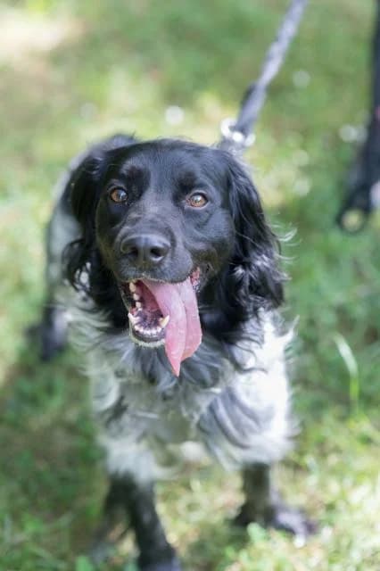 Freud, male puppy mixed breed for adoption at SPA de Loire Atlantique, Nantes