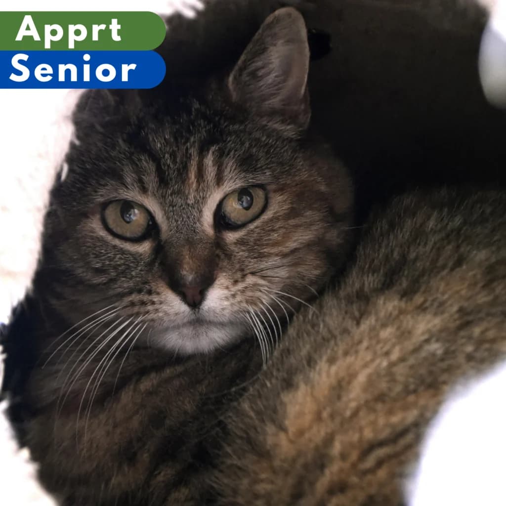 Petra, male senior Mixed Breed for adoption at SPA de Loire Atlantique, Nantes