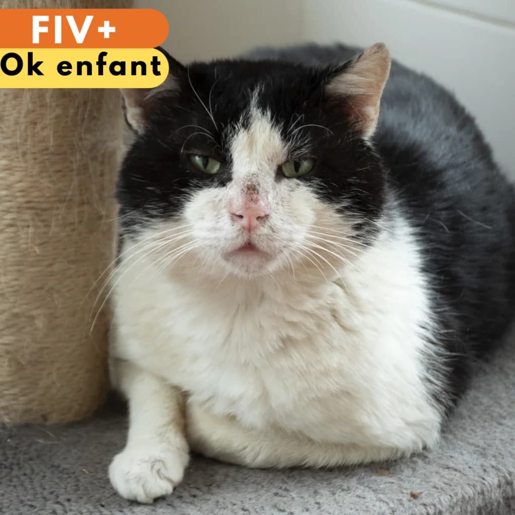 Brooklyn, male Mixed Breed for adoption at SPA de Loire Atlantique, Nantes