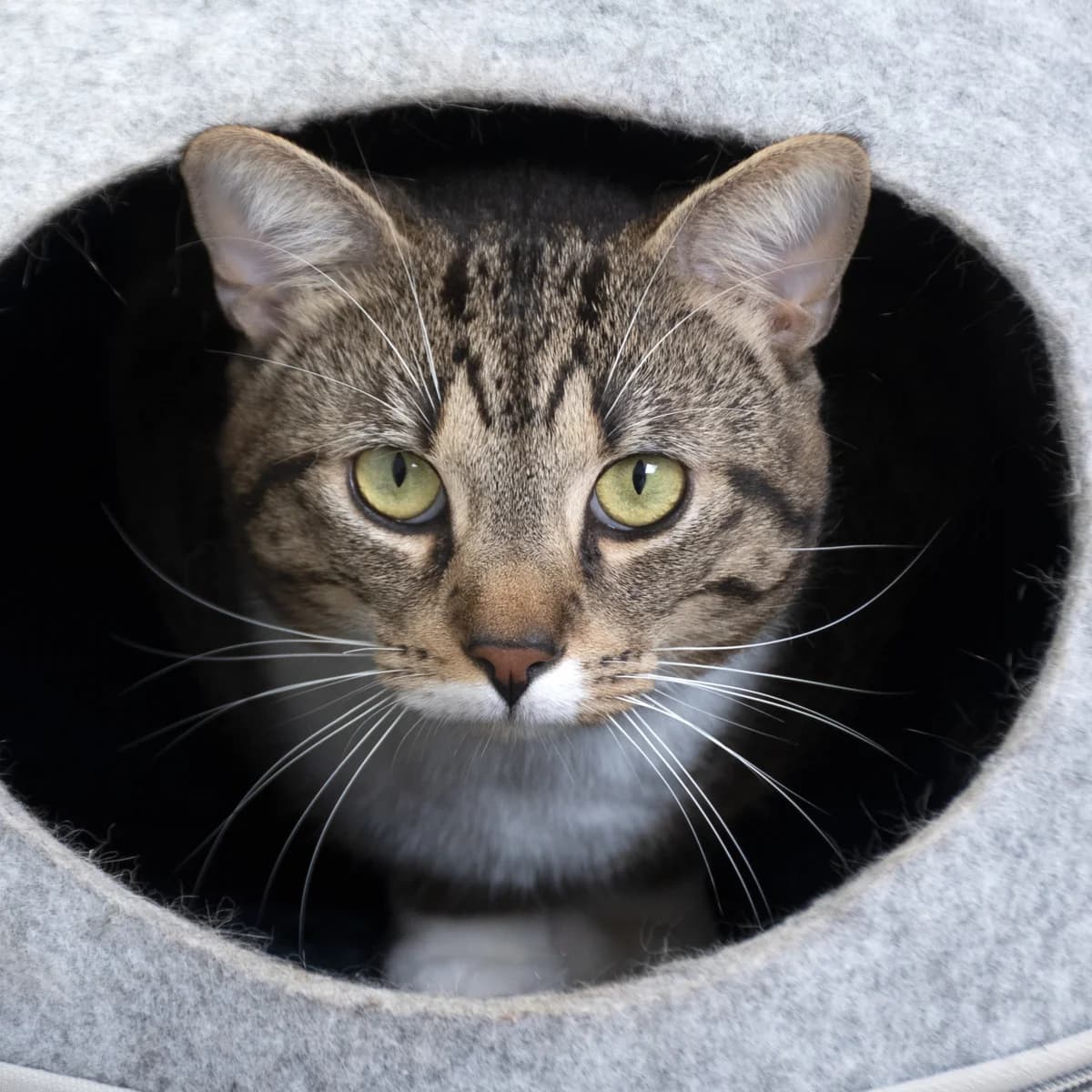 Chevron, male Mixed Breed for adoption at SPA de Loire Atlantique, Nantes