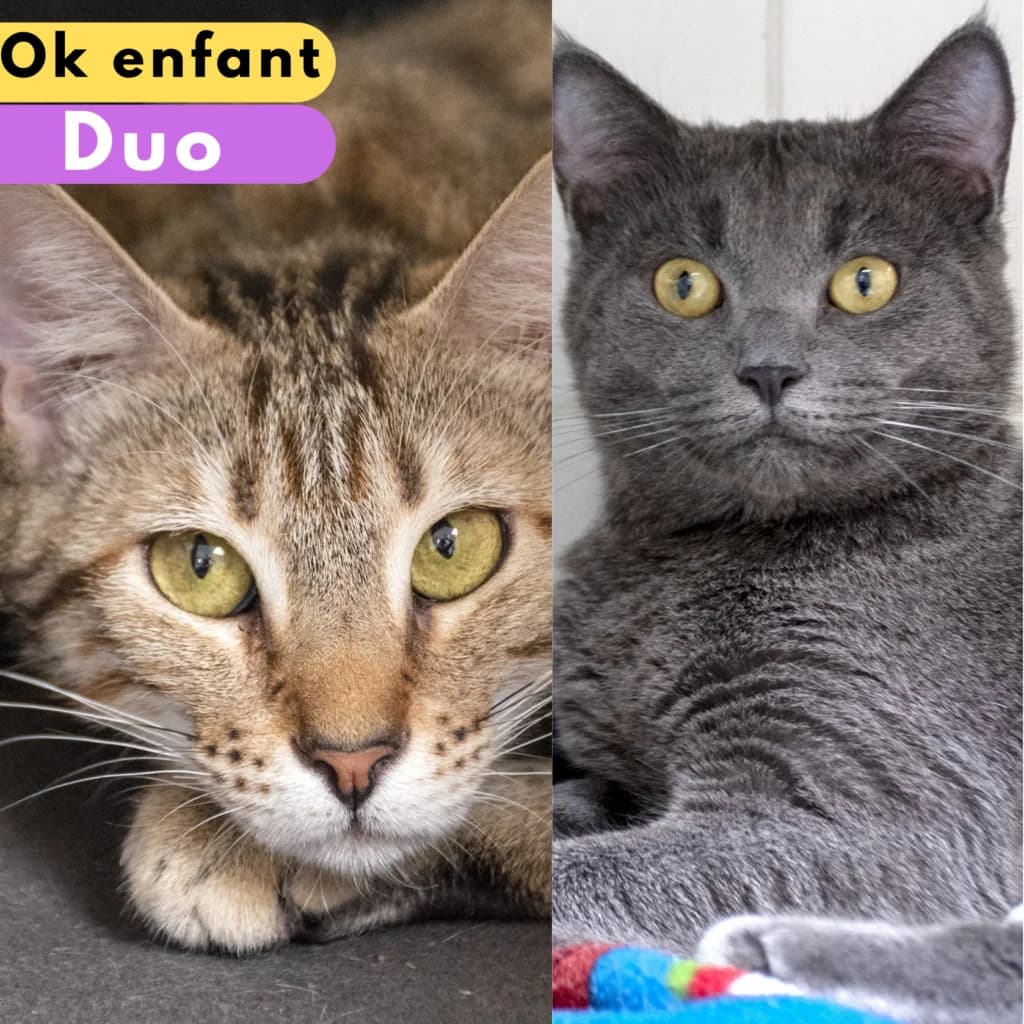 Erwin et Unagi, male Mixed Breed for adoption at SPA de Loire Atlantique, Nantes
