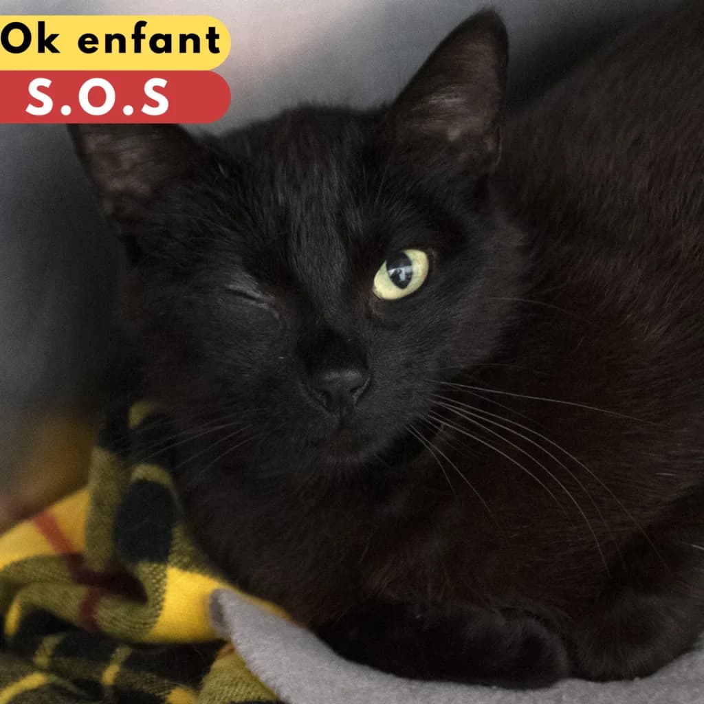 Jungle, male Mixed Breed for adoption at SPA de Loire Atlantique, Nantes
