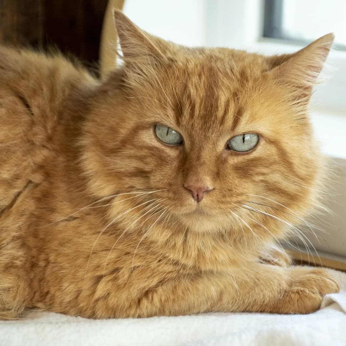 Jermaine, male Mixed Breed for adoption at SPA de Loire Atlantique, Nantes