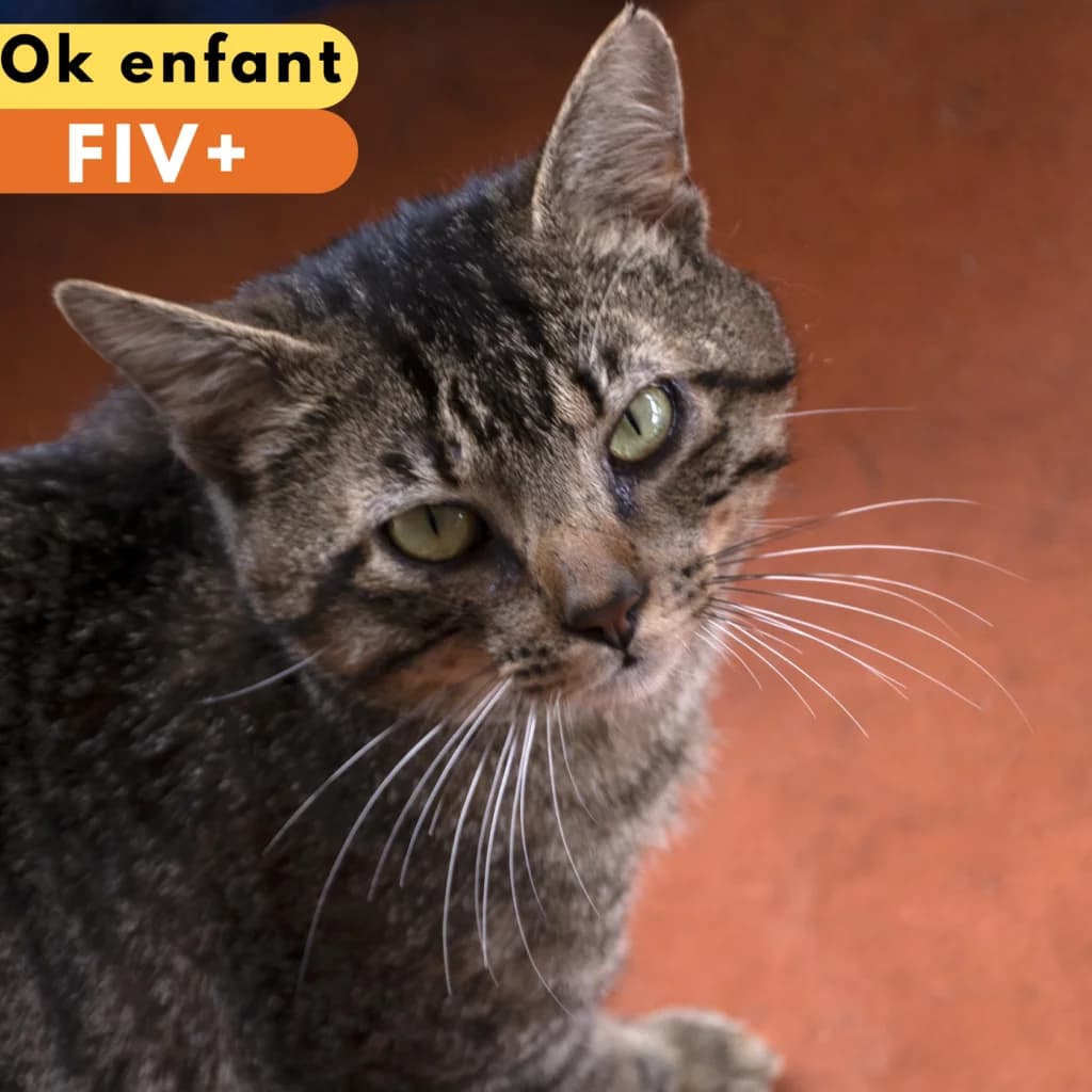 Paccuni, male Mixed Breed for adoption at SPA de Loire Atlantique, Nantes