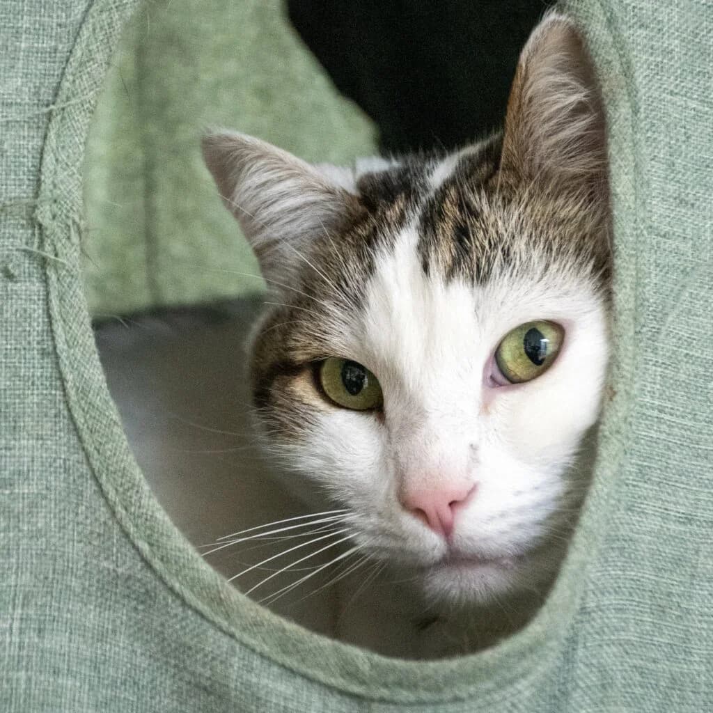 Pixel, male Mixed Breed for adoption at SPA de Loire Atlantique, Nantes