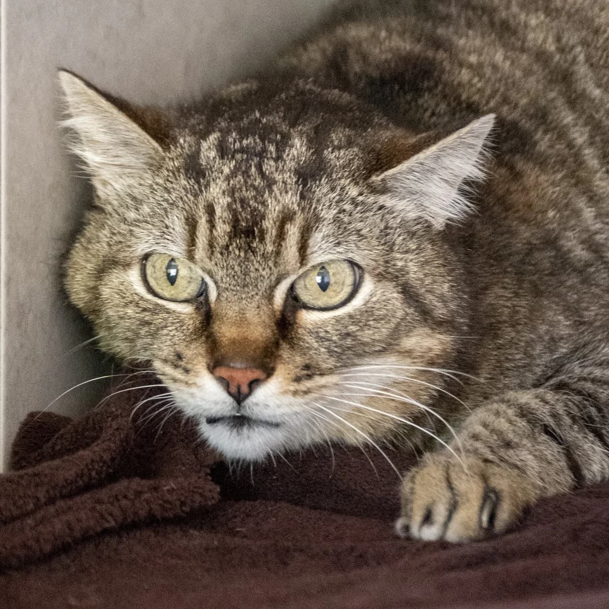 Pussy, male Mixed Breed for adoption at SPA de Loire Atlantique, Nantes