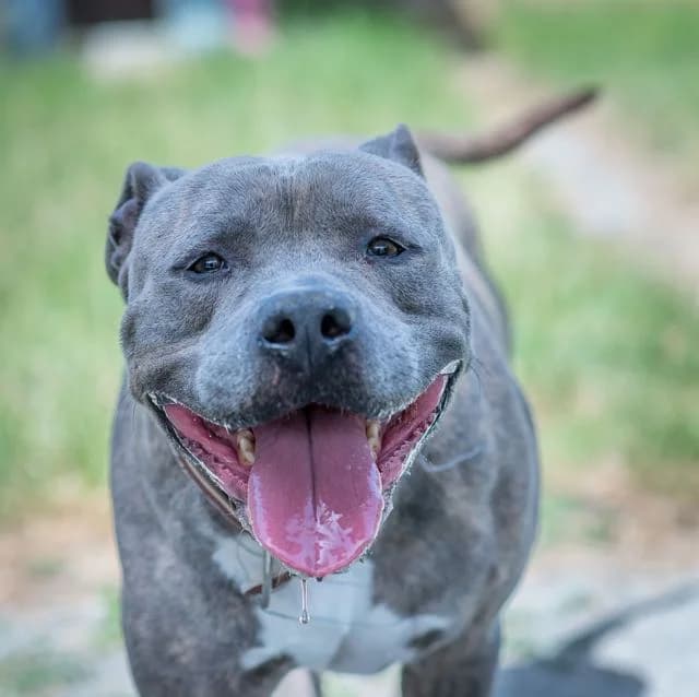 Mardo, male young mixed breed for adoption at SPA de Loire Atlantique, Nantes