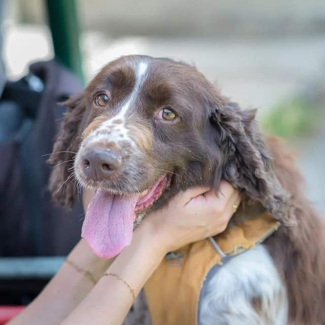 Princesse Amandine, female 5yo Mixed Breed for adoption at SPA de Loire Atlantique, Nantes