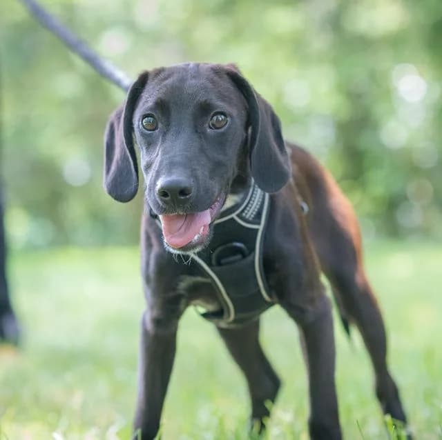Lucky, male puppy mixed breed for adoption at SPA de Loire Atlantique, Nantes