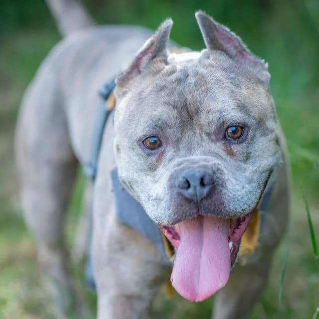 Billy, male puppy Mixed Breed for adoption at SPA de Loire Atlantique, Nantes