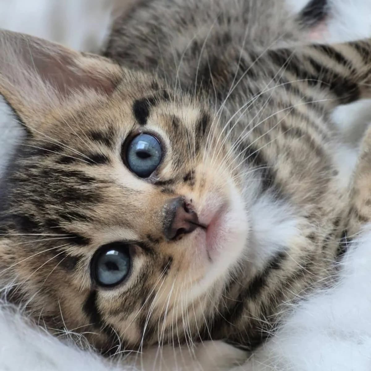 Des chatons, male Mixed Breed for adoption at SPA de Loire Atlantique, Nantes