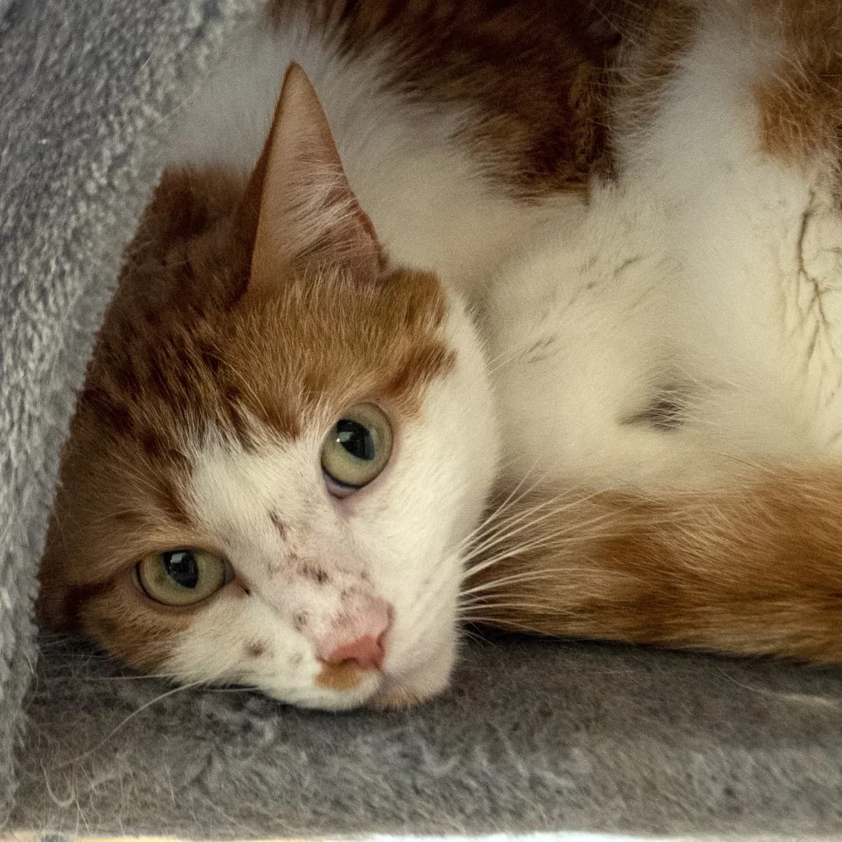 Saphir, male Mixed Breed for adoption at SPA de Loire Atlantique, Nantes
