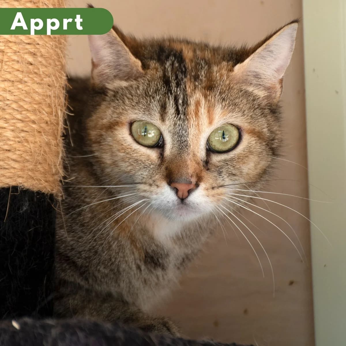 Sativa, male Mixed Breed for adoption at SPA de Loire Atlantique, Nantes
