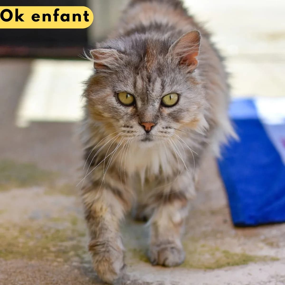 Script, male Mixed Breed for adoption at SPA de Loire Atlantique, Nantes