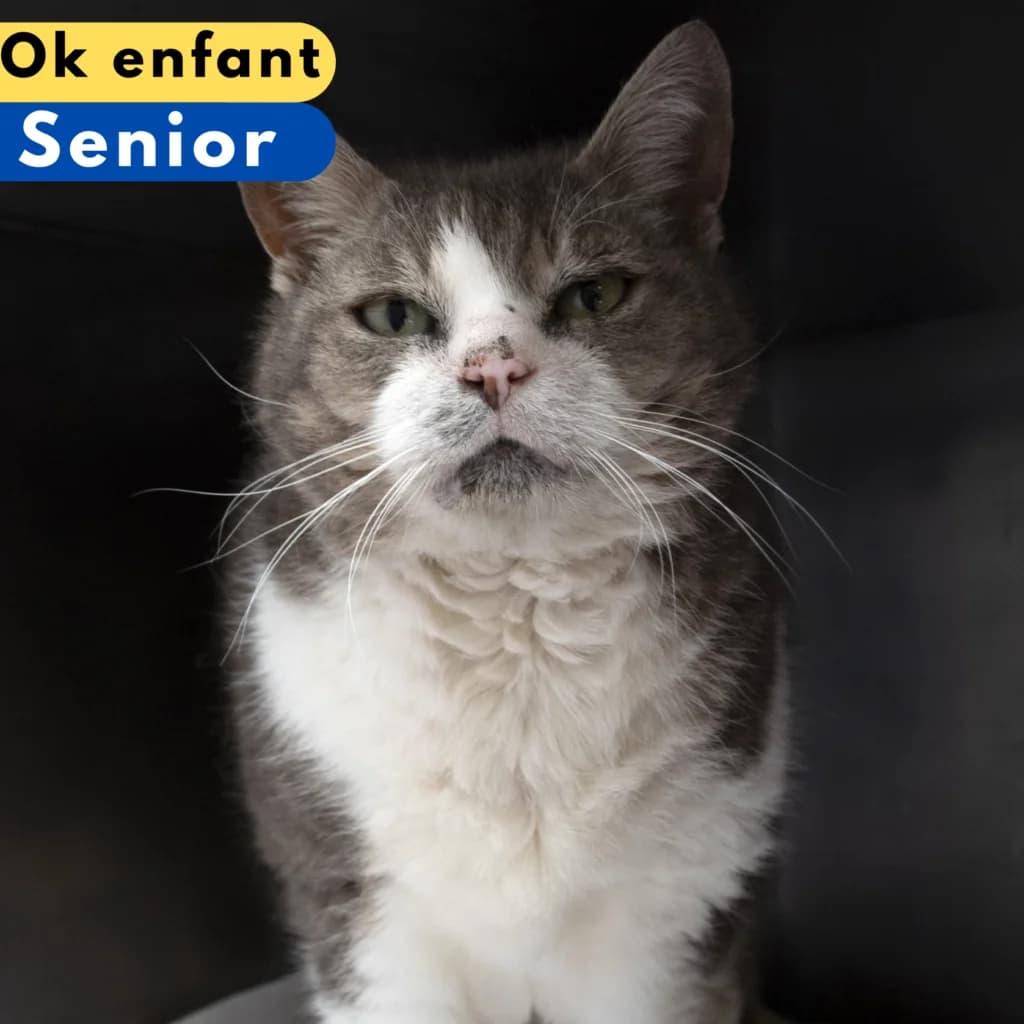 Tigris, male Mixed Breed for adoption at SPA de Loire Atlantique, Nantes