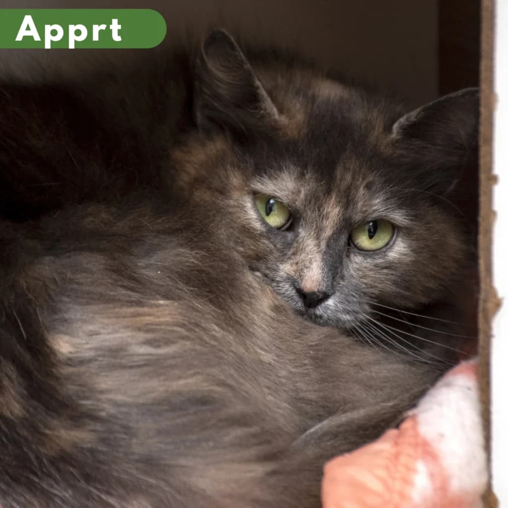 Triviale, male Mixed Breed for adoption at SPA de Loire Atlantique, Nantes